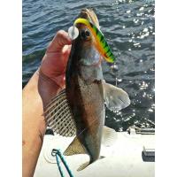 Виброхвосты LJ 3D Series BASARA SOFT SWIM 2.5in(06.35)/PG13 8шт.