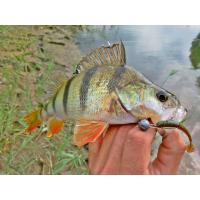 Виброхвосты съедобные искусственные LJ Pro Series TIOGA 2.0in(05.00)/PA03 10шт